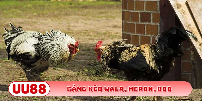 Bảng kèo Wala, Meron, BDD