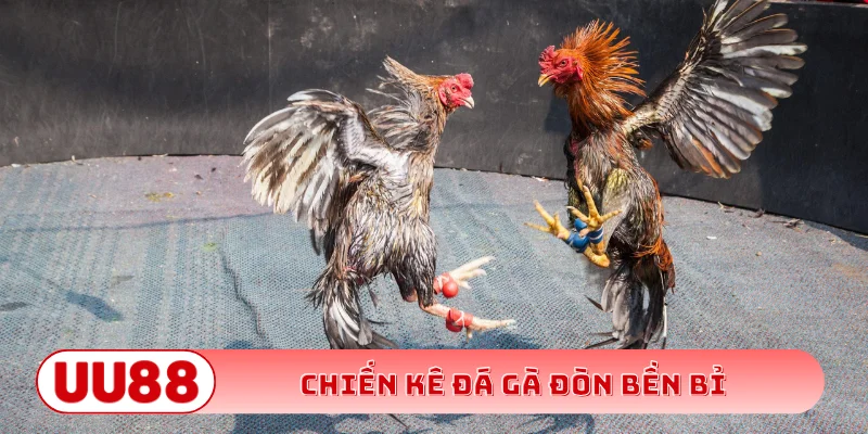 Chiến kê đá gà đòn bền bỉ
