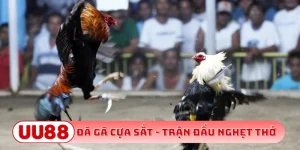 Đá gà cựa sắt