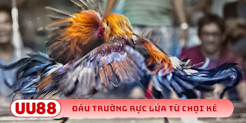 Đấu trường rực lửa từ chọi kê online