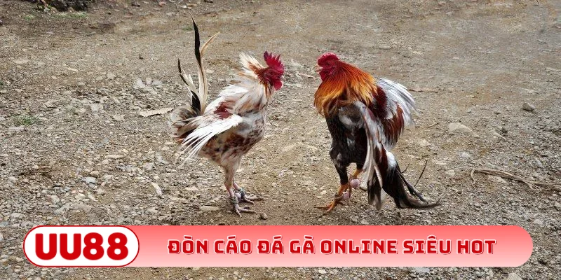 Đòn cáo đá gà online siêu hot