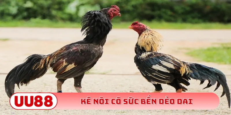 Kê nòi có sức bền dẻo dai