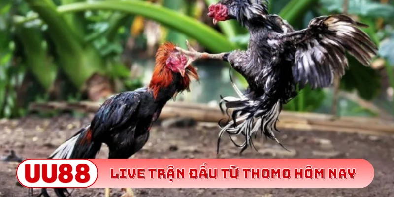 Live trận đấu từ Thomo hôm nay