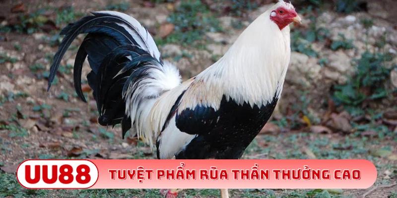 Peru tham gia đá cựa sắt