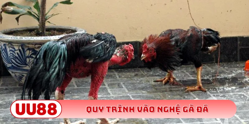 Quy trình vào nghệ gà đá