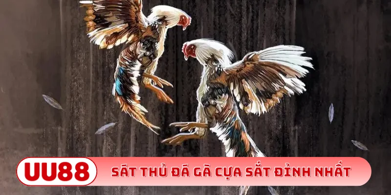 Sát thủ đá gà cựa sắt đỉnh nhất