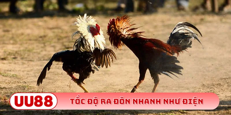 Tốc độ ra đòn nhanh như điện