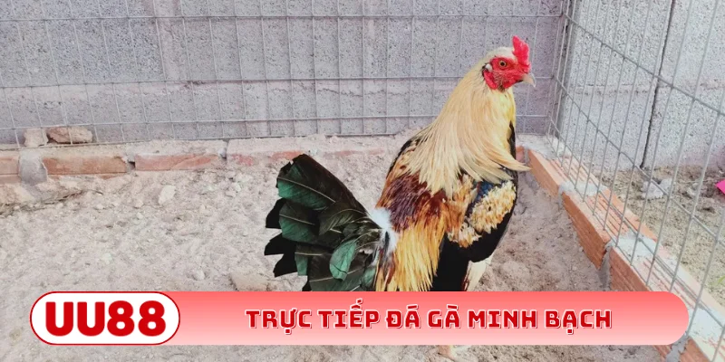 Trực tiếp đá gà minh bạch