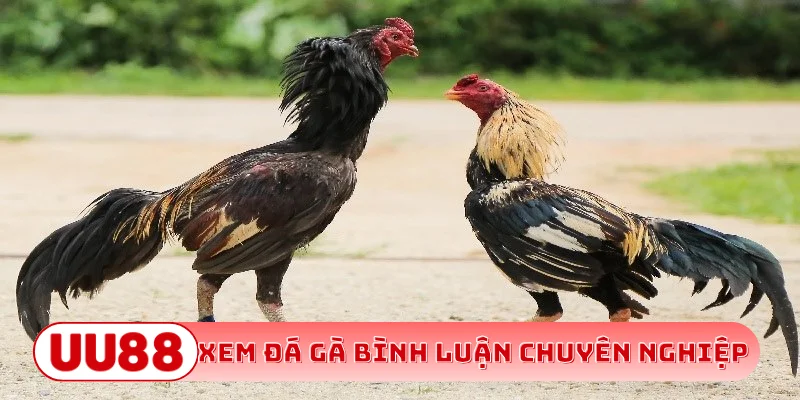 Xem đá gà bình luận chuyên nghiệp
